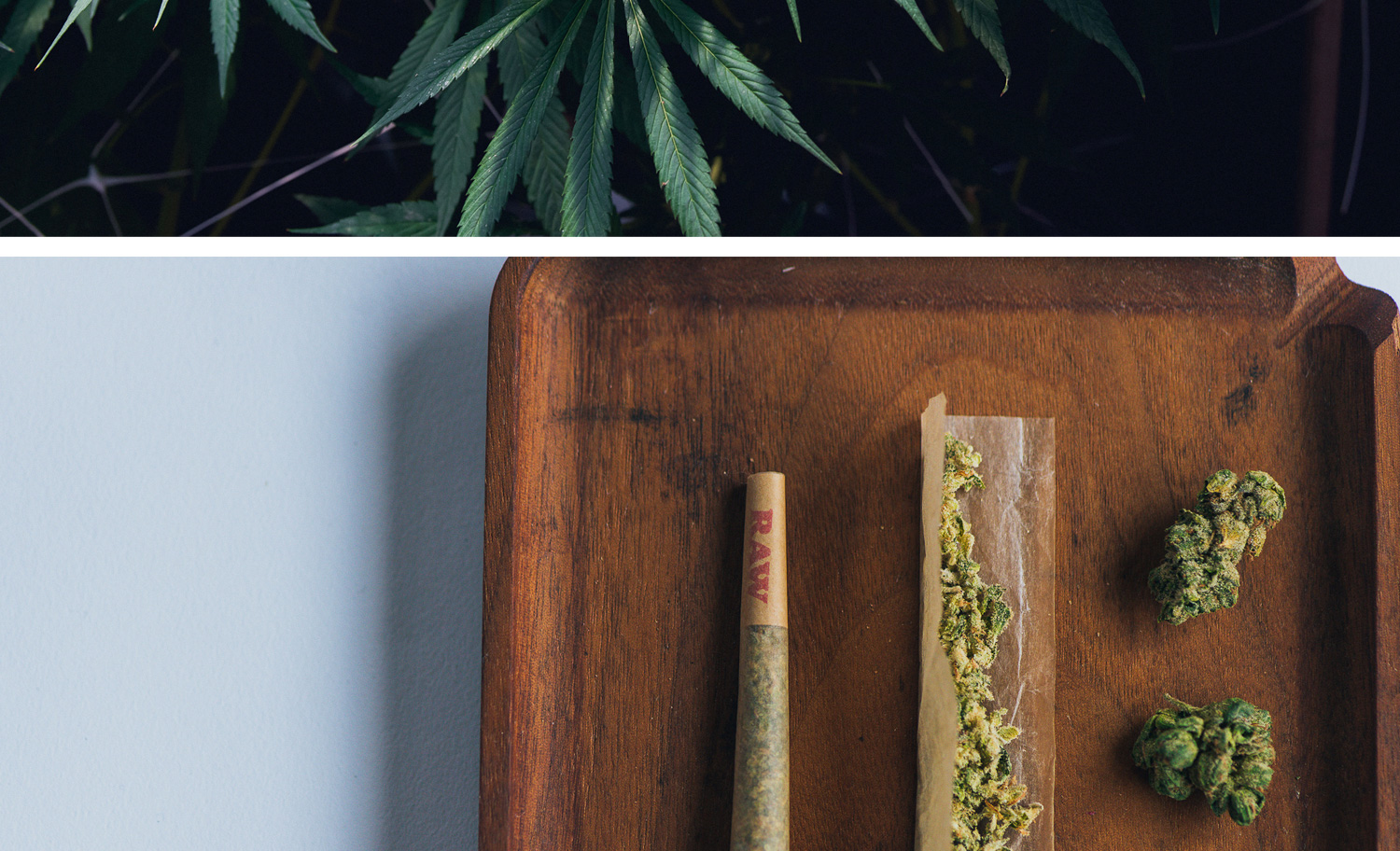 1500x912 zoerain cresco 06 opt