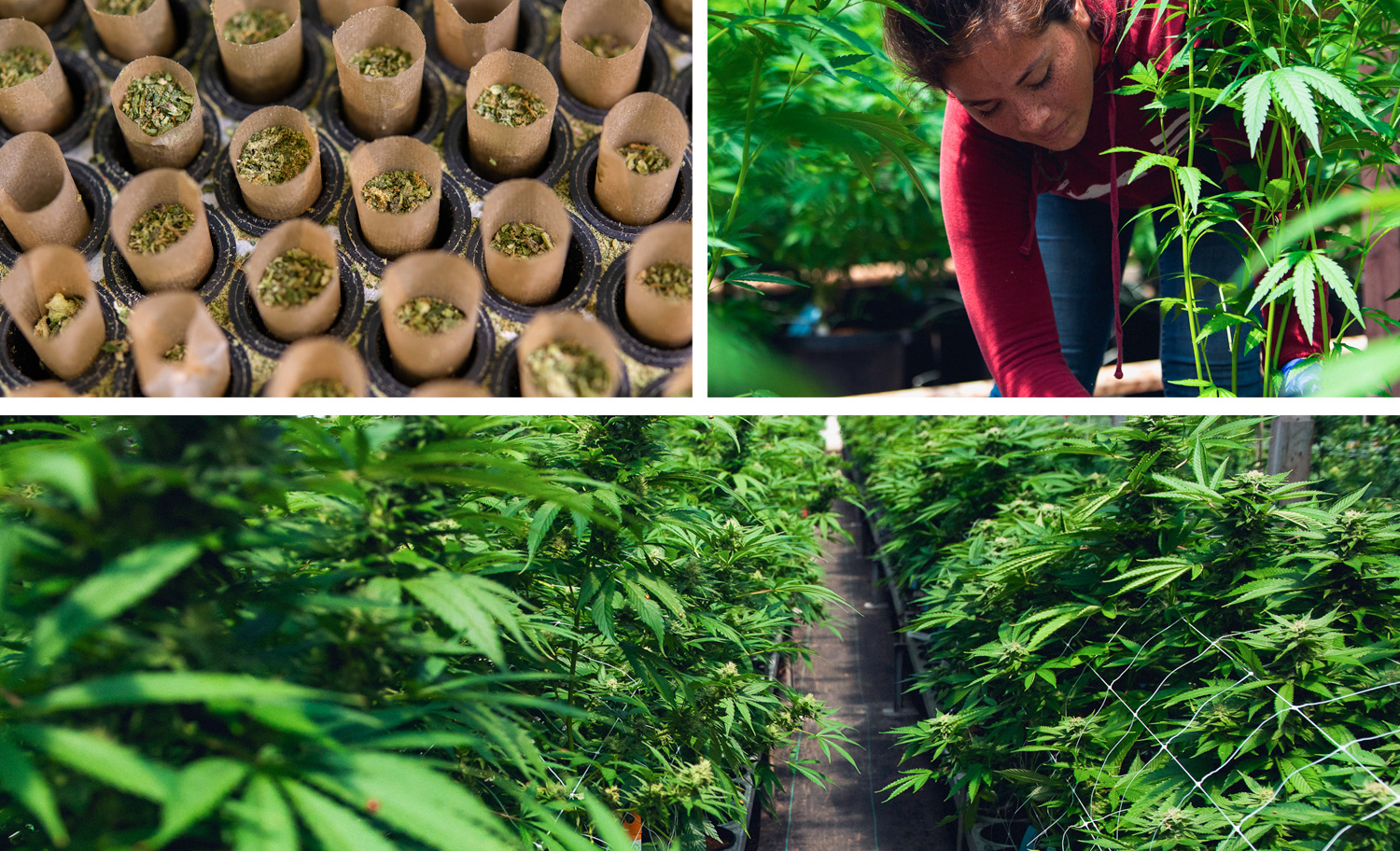 1500x912 zoerain cresco 15 opt