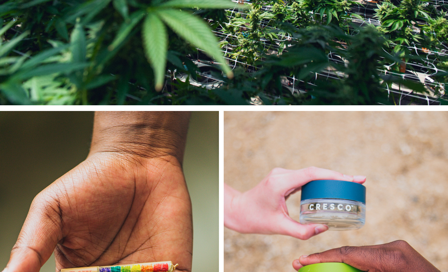 1500x912 zoerain cresco 21 opt